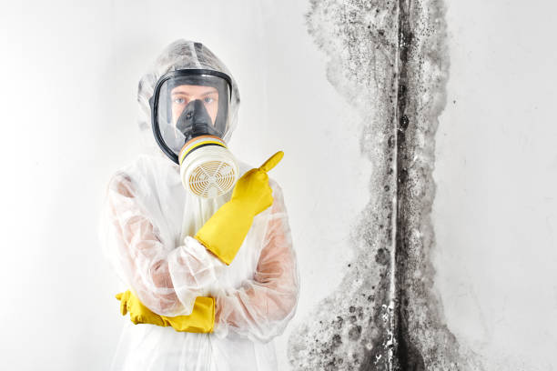 Best Mold Remediation for Healthcare Facilities in USA